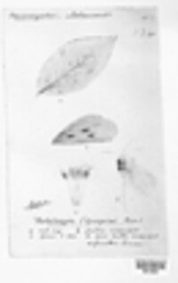 Pestalotiopsis guepinii image